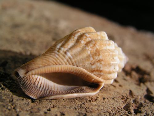 shell beach snail
