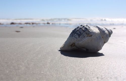 shell beach sun