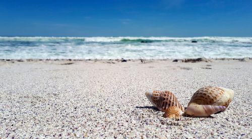 shell sea beach