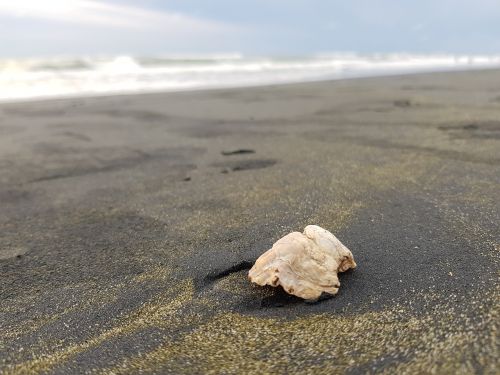 shell beach sea shell