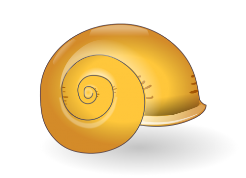 shell sea shell nature