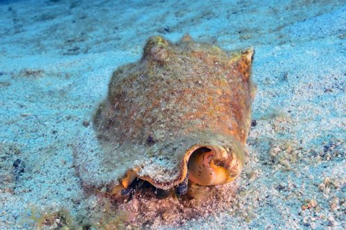 shell seabed scuba diving