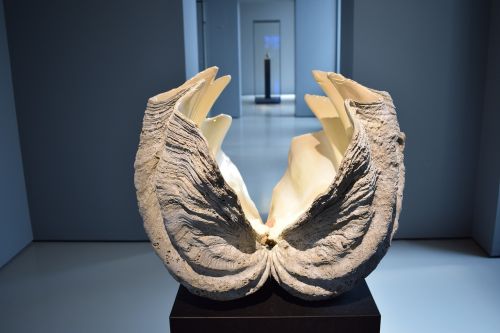 shell museum sculpture