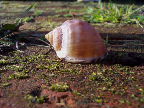 shell close-up mollusk