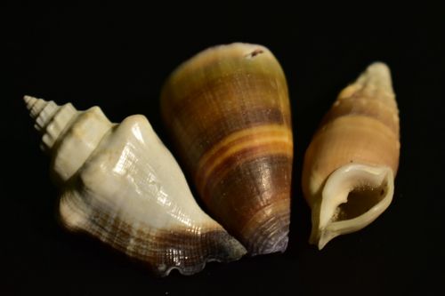 shell mollusk snail