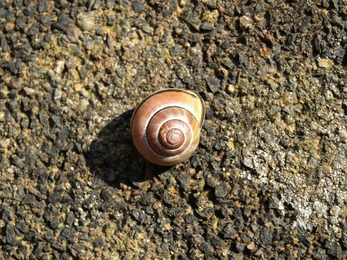 shell snail shell snail