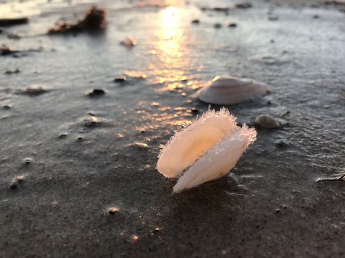 shell ice winter