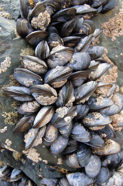 shell seafood shellfish