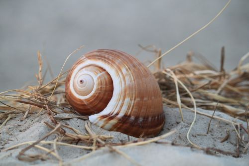 shell snail shell snail