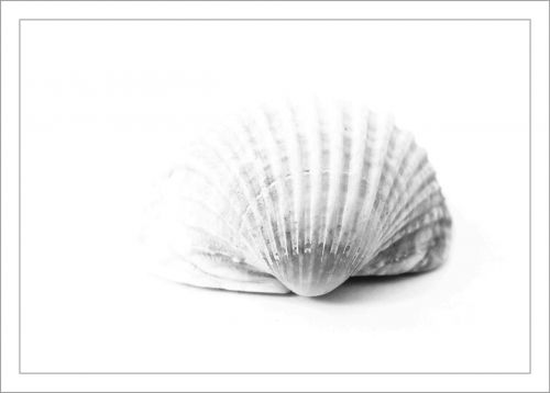 shell close sea animal