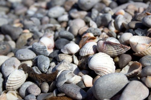 shell beach stones