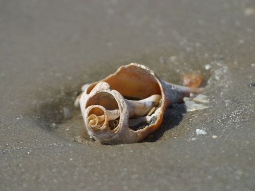 shell seashell beach