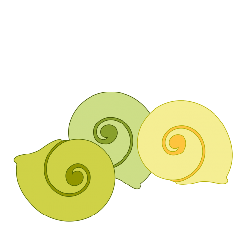 shell decorative spiral