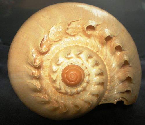 shell spiral creature