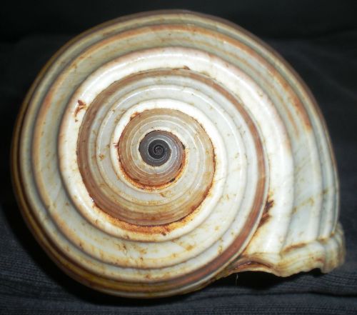 shell spiral nature