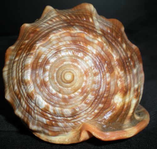 shell nature beauty