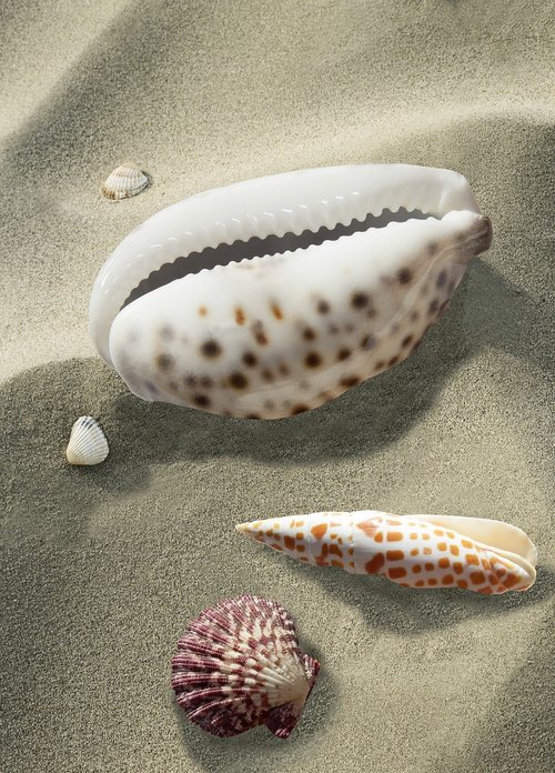 shell  sea snail  kauri