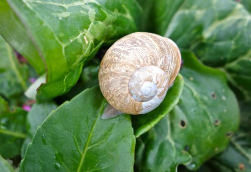 shell snail leaves