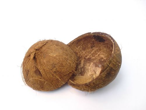 shell coconut coconut shell