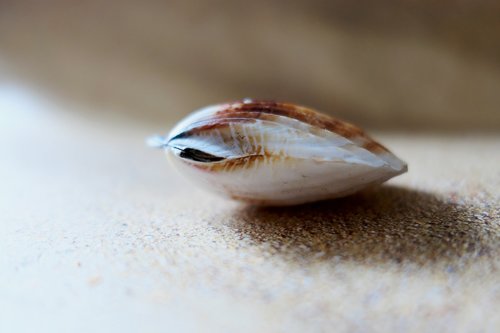 shell  the beach pearl  beach