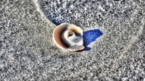 shell sand beach