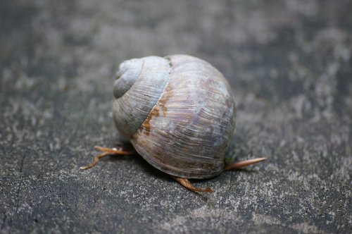 shell  snail  autumn