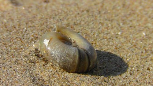 shell snail close