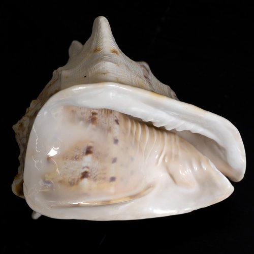 shell  marine  natural