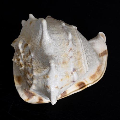 shell  marine  natural