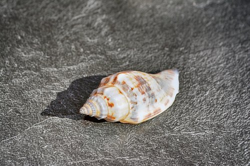 shell  close up  snail