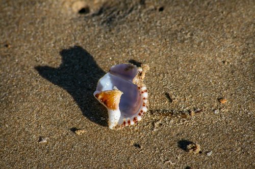 shell  sand  beach