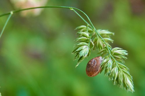 shell  plant  snail