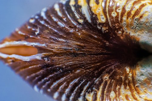 shell  close up  macro