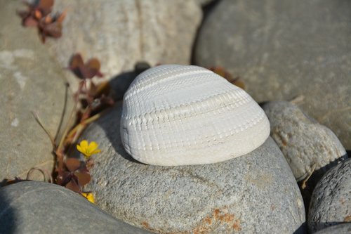 shell  pebble  ocean