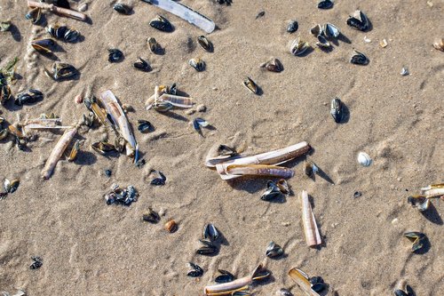 shell  shells  sand