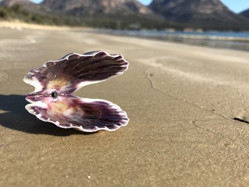 shell  scallop  sea