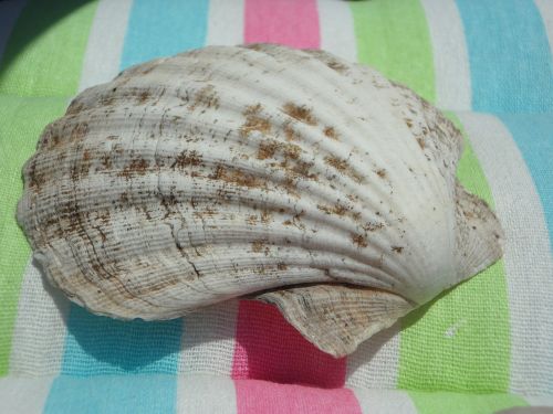 shell large close