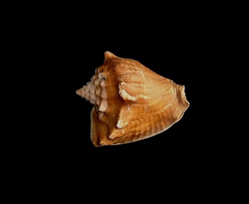 shell black seashell