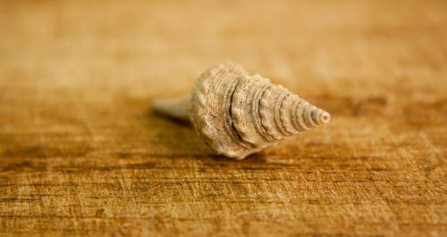 shell sea snail house