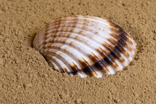 shell  sand  beach