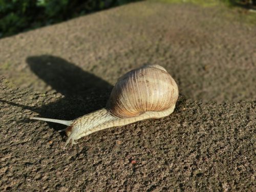 shell snail animal