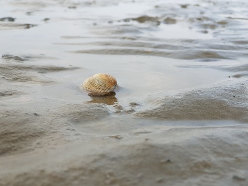 shell  sea  watts