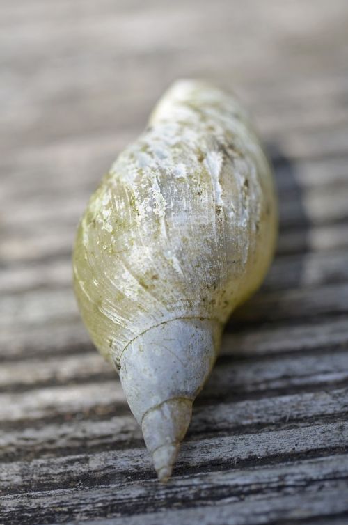 shell snail