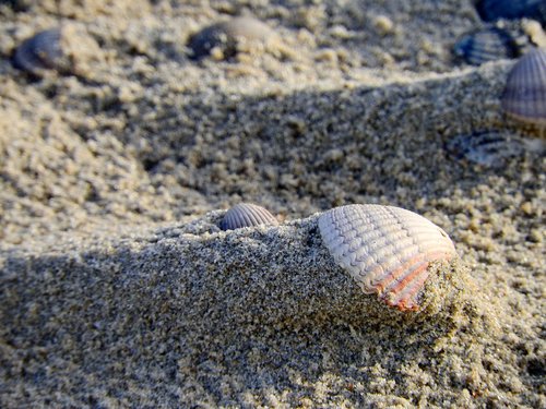 shell  sand  beach