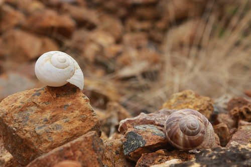 shell  snails  stone