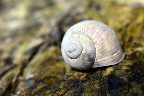 shell  snail shell  snail