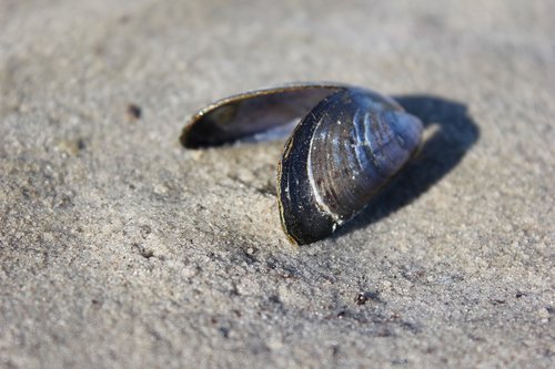 shell  beach  sand