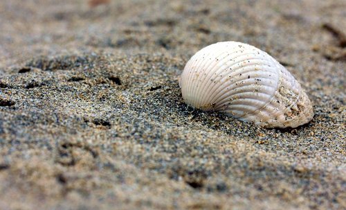 shell  beach  sand