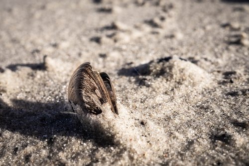 shell  sand  zingst