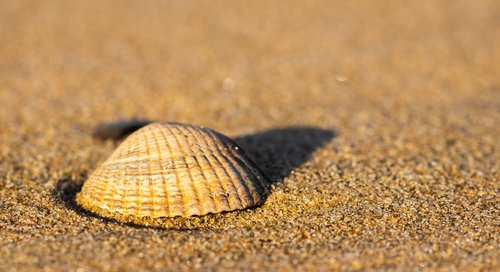 shell  beach  sea